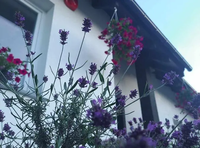 Baltyckie Klimaty 3* Stegna (Pomerania)